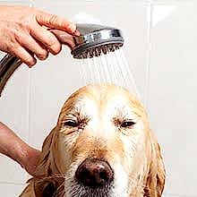 application-pet_grooming2