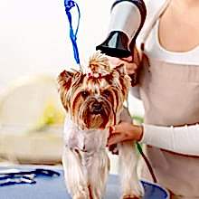 application-pet_grooming3