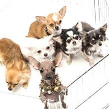application-pet_grooming5
