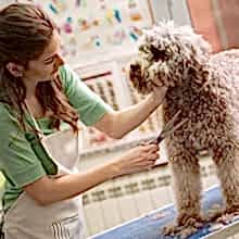 Pet-Grooming_0820